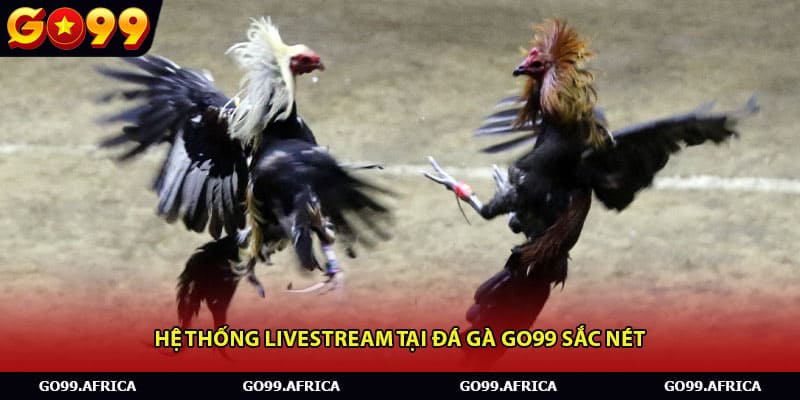 Hệ thống livestream tại đá gà Go99 sắc nét